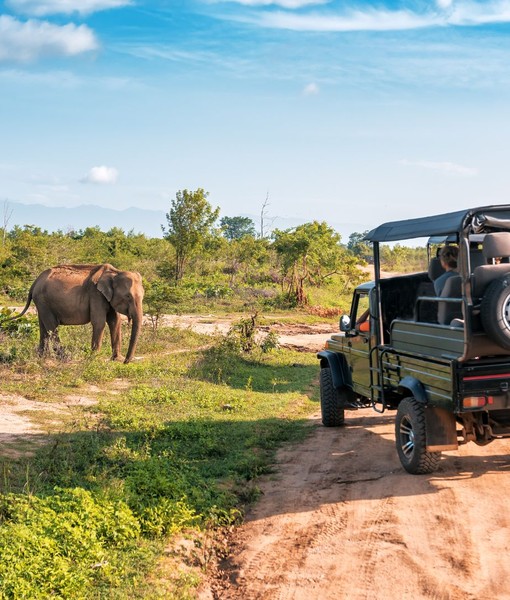 Jungle Safari